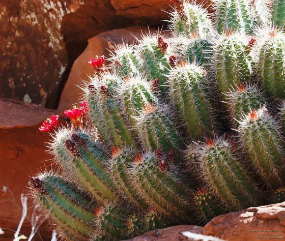 Baker kingcup cactus (Echinocereus bakeri)
