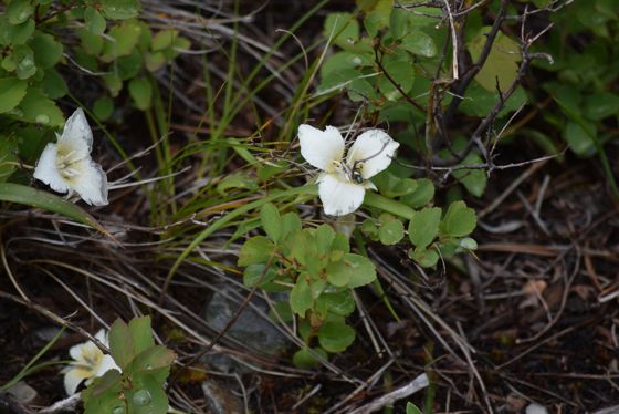 Baker's mariposa lily (Calochortus apiculatus)