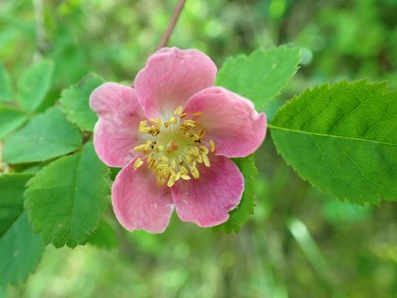 Baldhip rose (Rosa gymnocarpa)