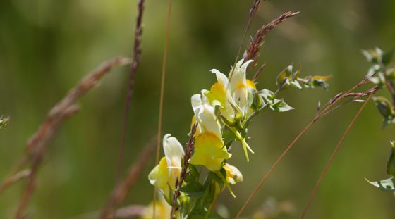 Balkan toadflax (Linaria dalmatica)