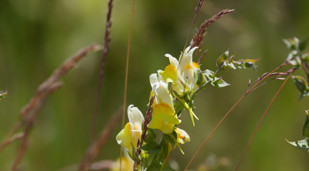 Balkan toadflax (Linaria dalmatica)