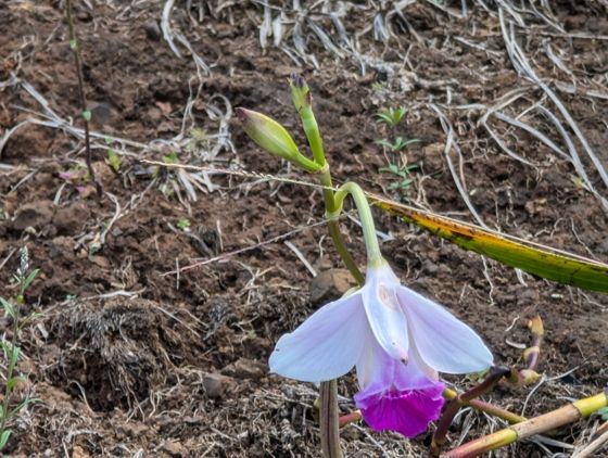 Bamboo orchid (Arundina graminifolia)