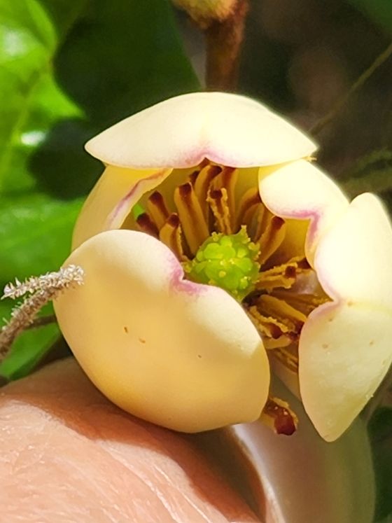 Banana shrub (Magnolia figo)