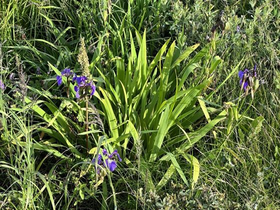 Beach-head iris (Iris setosa)
