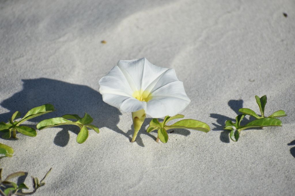 Beach morning-glory (Ipomoea imperati)