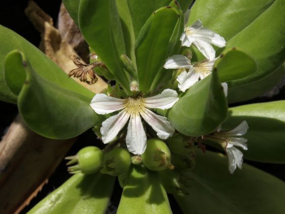 Beach naupaka (Scaevola taccada)