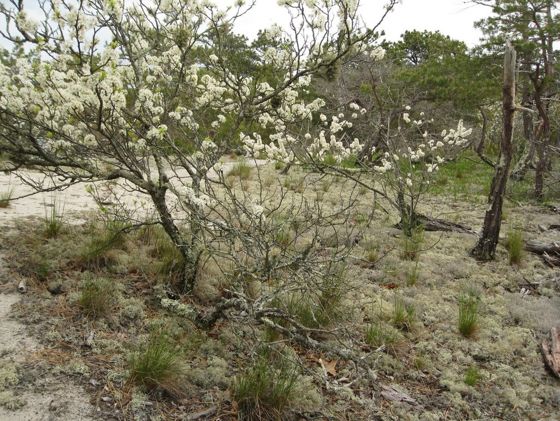 Beach plum (Prunus maritima)