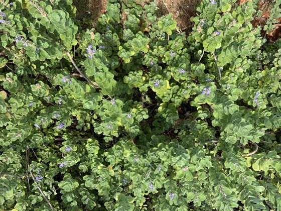 Beach vitex (Vitex rotundifolia)
