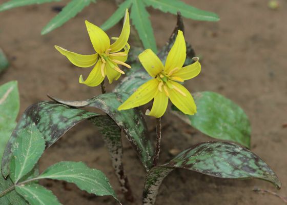 Beaked trout-lily (Erythronium rostratum)