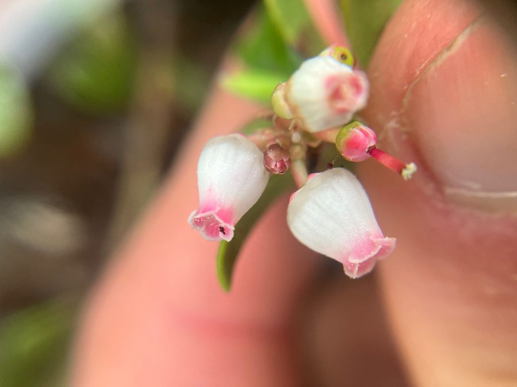 Bearberry (Arctostaphylos uva-ursi)