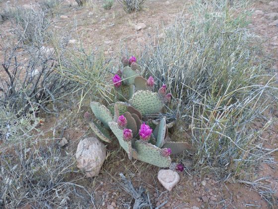 Beavertail pricklypear (Opuntia basilaris)