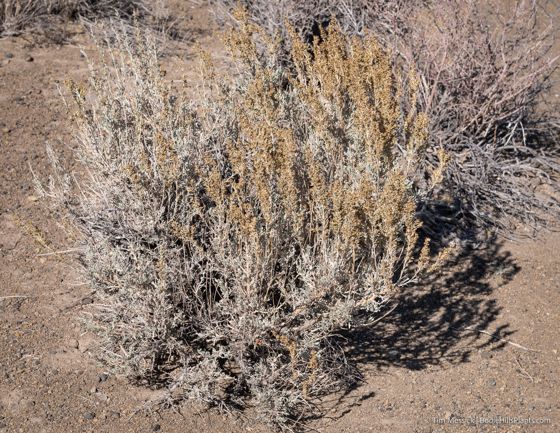 Big sagebrush
