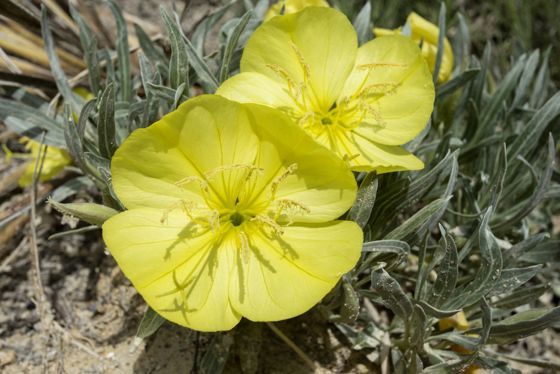 Bigfruit evening primrose (Oenothera macrocarpa)