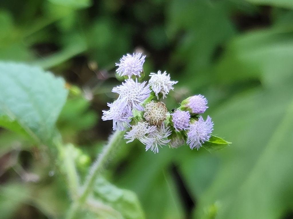 Billygoat weed (Ageratum conyzoides)