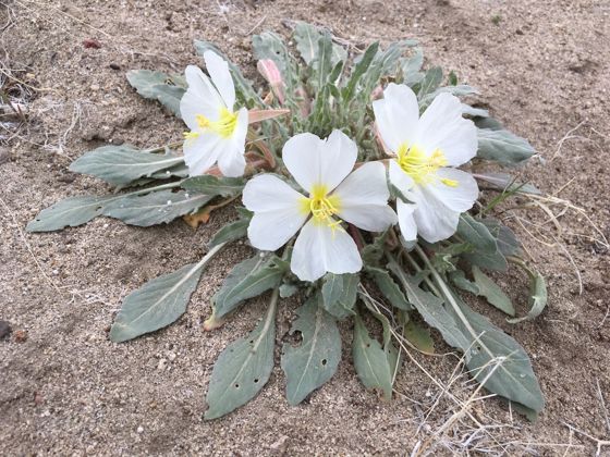 Birdcage evening primrose (Oenothera deltoides)
