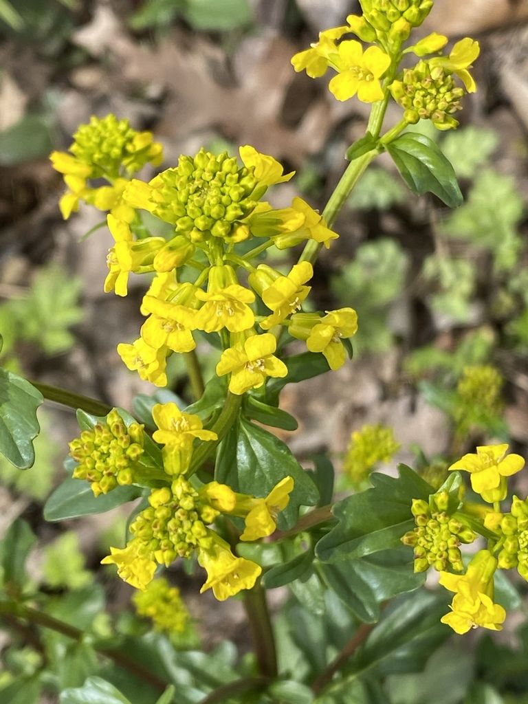 Bitter wintercress (Barbarea vulgaris)