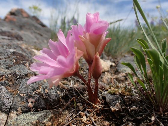 Bitterroot (Lewisia rediviva)