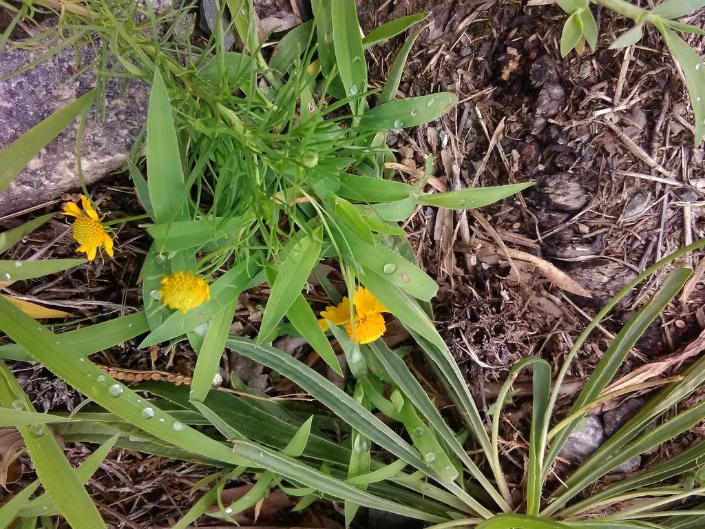 Bitterweed (Helenium amarum)
