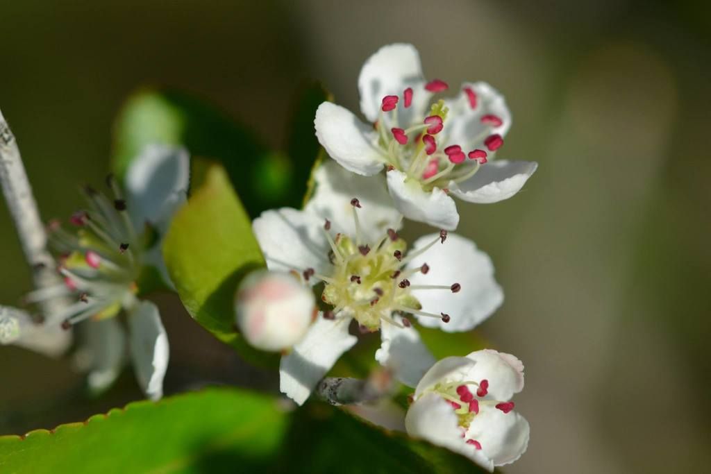 Black chokeberry (Aronia melanocarpa)