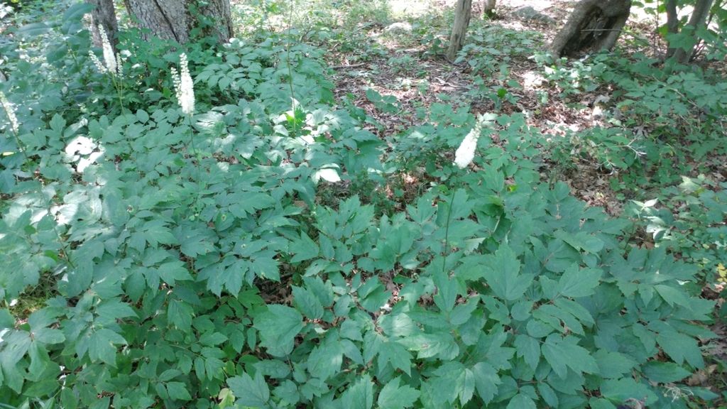 Black cohosh (Actaea racemosa)