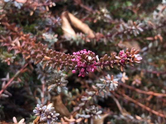 Black crowberry (Empetrum nigrum)