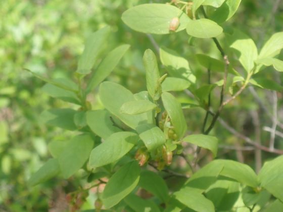 Black huckleberry (Gaylussacia baccata)