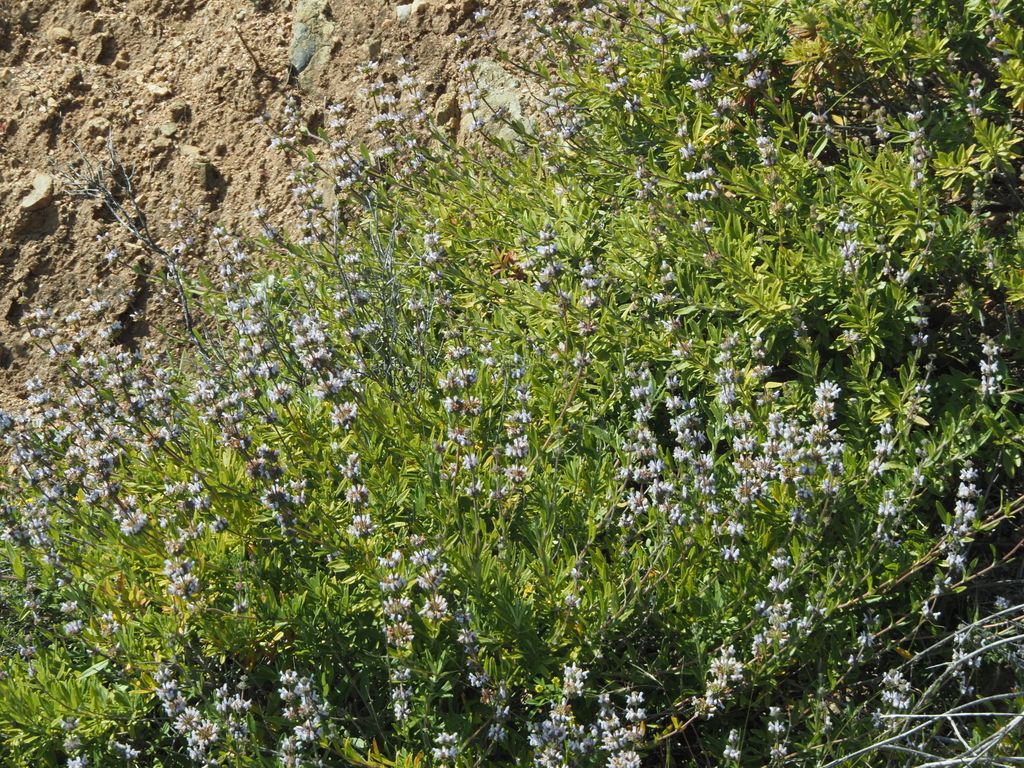 Black sage (Salvia mellifera)