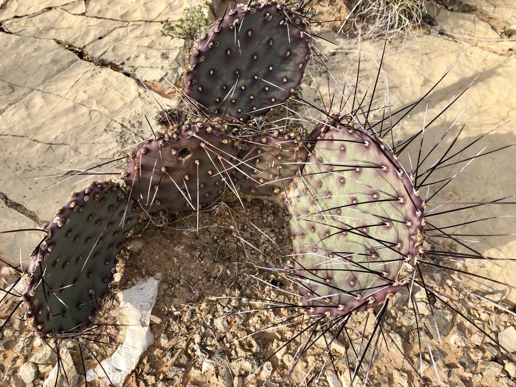 Black-spined pricklypear (Opuntia macrocentra)