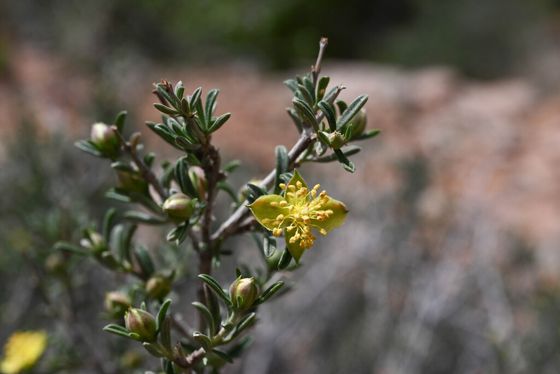 Blackbrush (Coleogyne ramosissima)