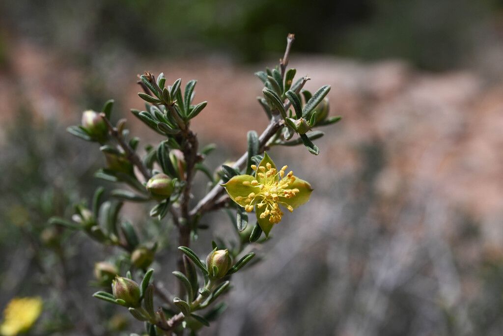 Blackbrush (Coleogyne ramosissima)