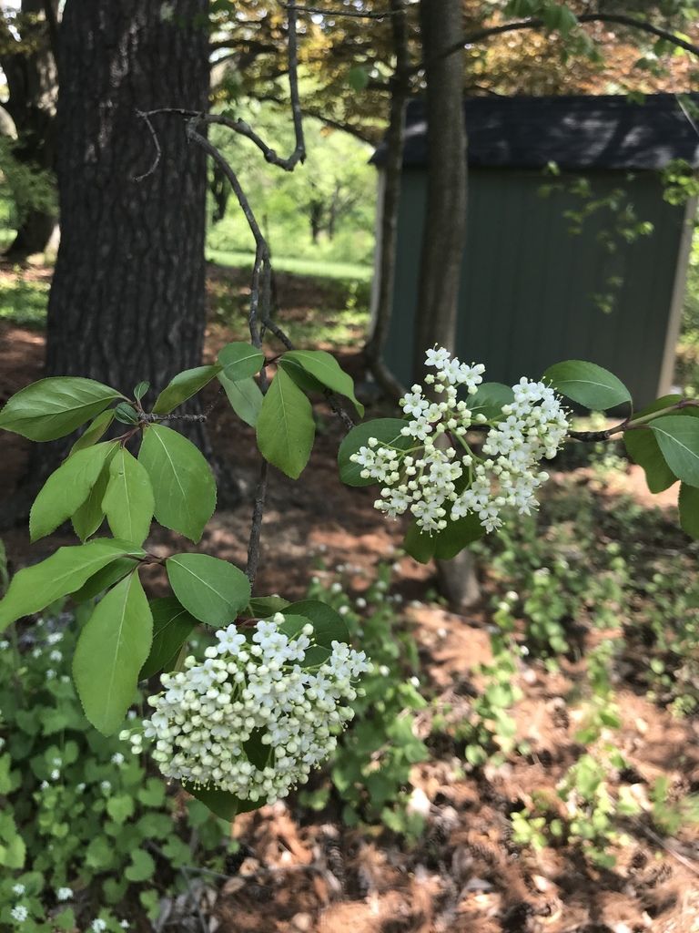 Blackhaw (Viburnum prunifolium)