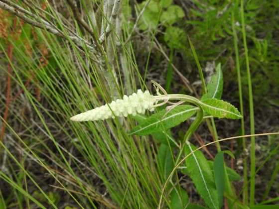 Blackroot (Pterocaulon pycnostachyum)