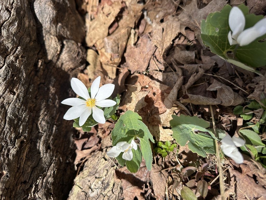 Bloodroot (Sanguinaria canadensis)