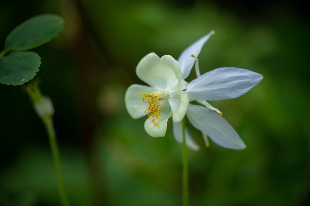 Blue columbine (Aquilegia coerulea)