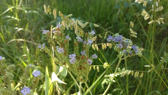 Blue curls (Phacelia congesta)