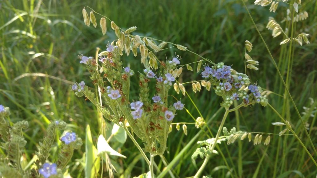 Blue curls (Phacelia congesta)