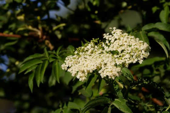 Blue elder (Sambucus cerulea)