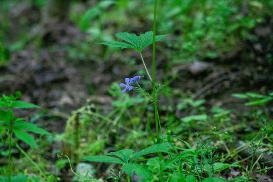 Blue phlox (Phlox divaricata)