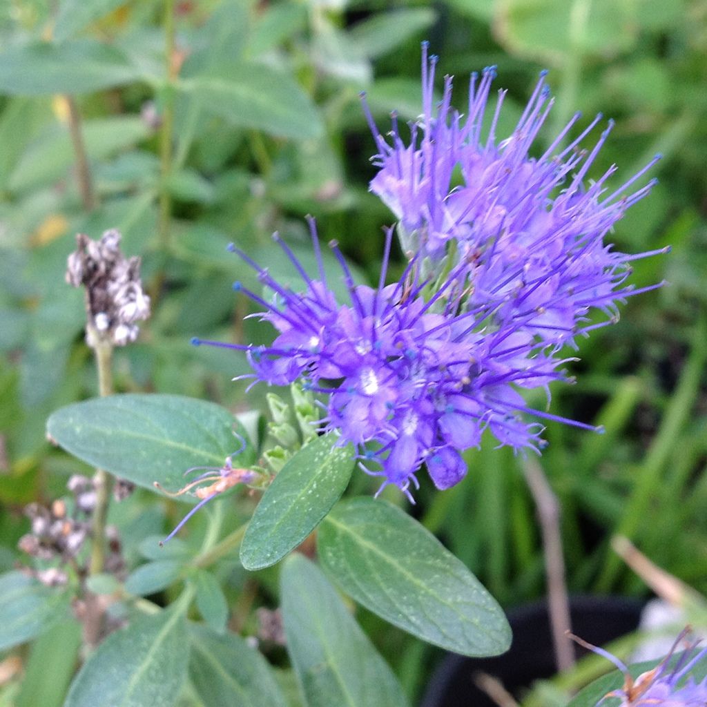Bluebeard (Caryopteris × clandonensis)