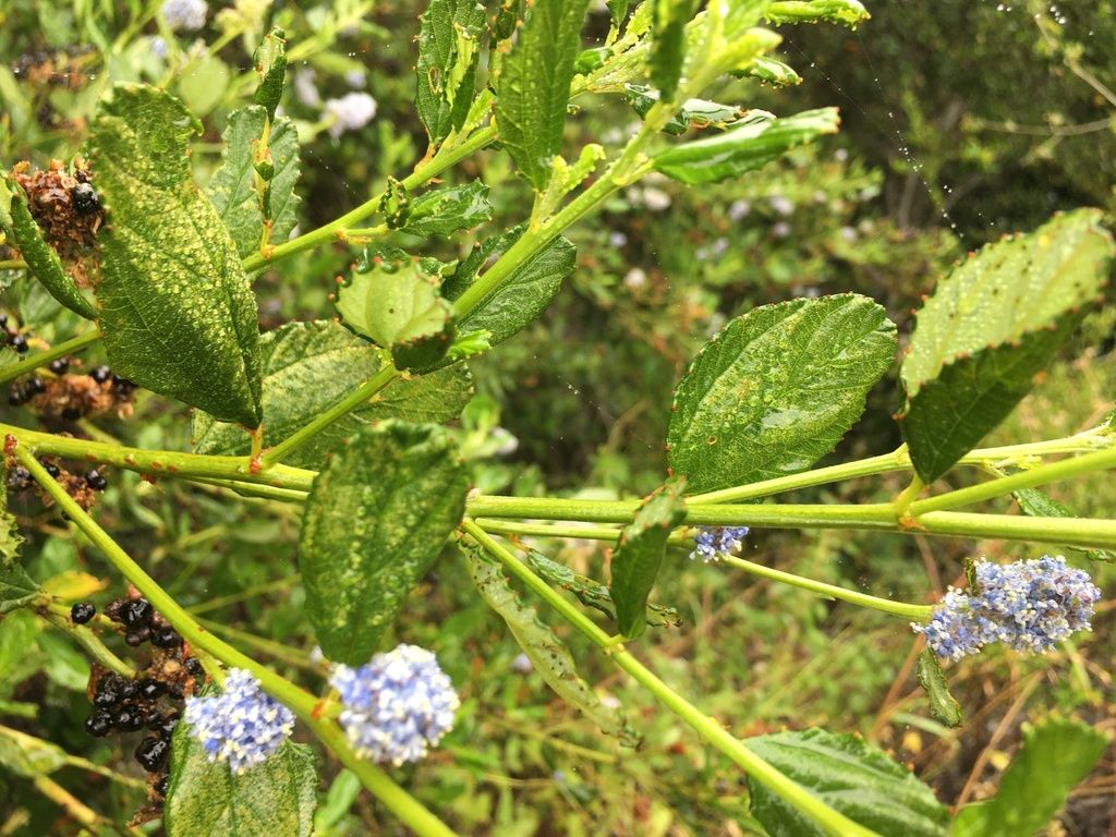 Blueblossom (Ceanothus thyrsiflorus)