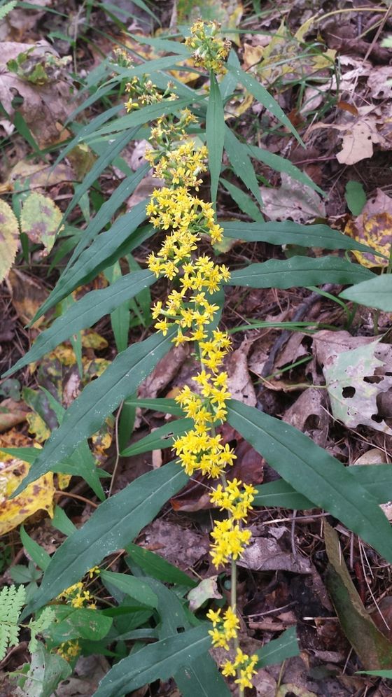 Bluestem goldenrod (Solidago caesia)