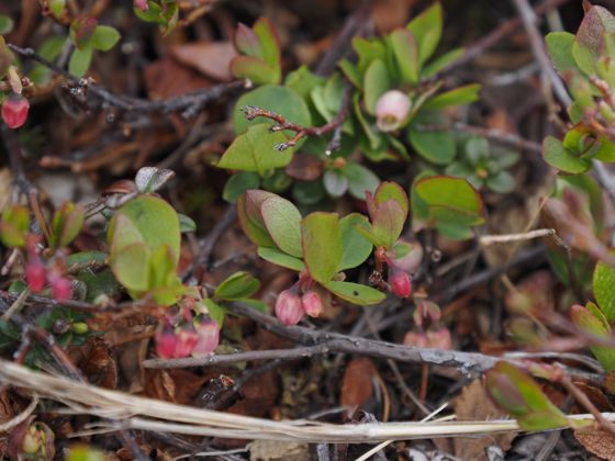 Bog bilberry (Vaccinium uliginosum)