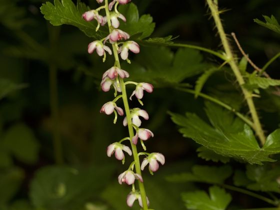 Bog wintergreen (Pyrola asarifolia)