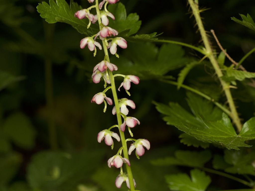 Bog wintergreen (Pyrola asarifolia)