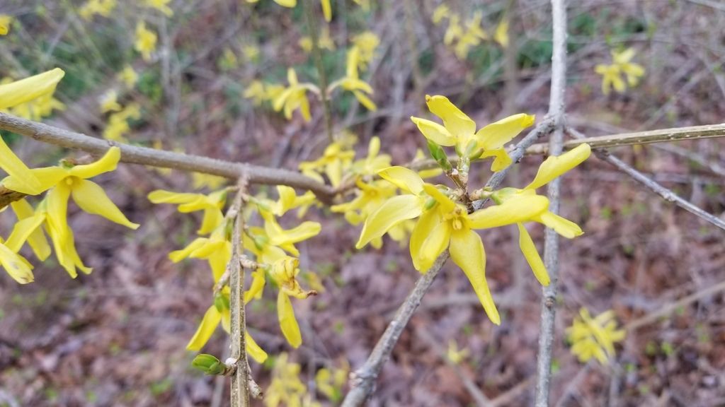 Border forsythia (Forsythia × intermedia)