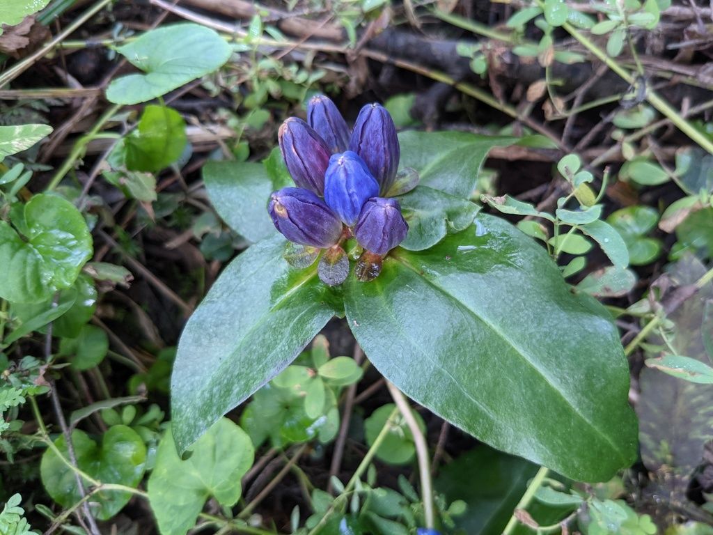 Bottle gentian (Gentiana clausa)