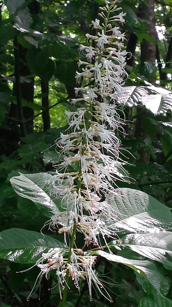 Bottlebrush buckeye (Aesculus parviflora)