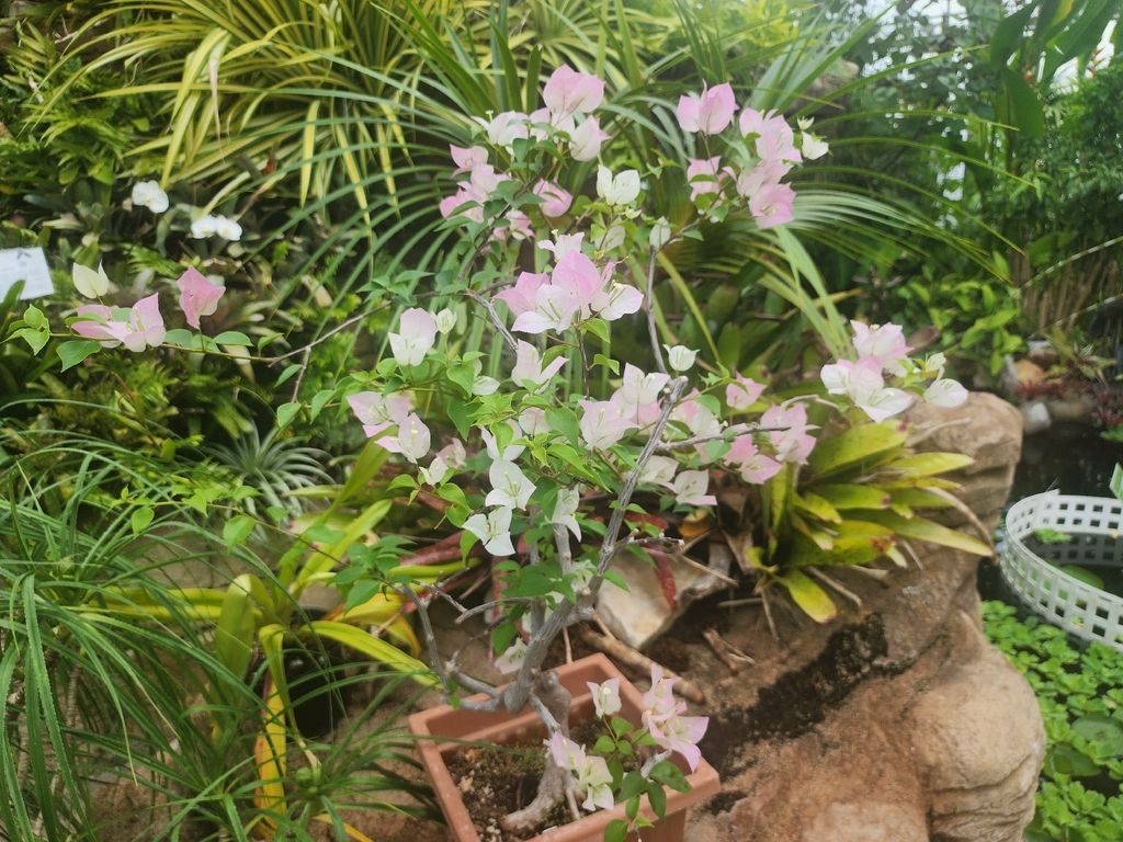 Bougainvillea (Bougainvillea glabra)