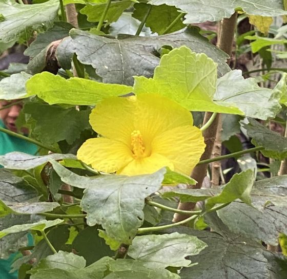 Brackenridge's rosemallow
