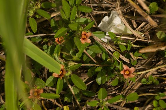 Bracted fanpetals (Sida ciliaris)